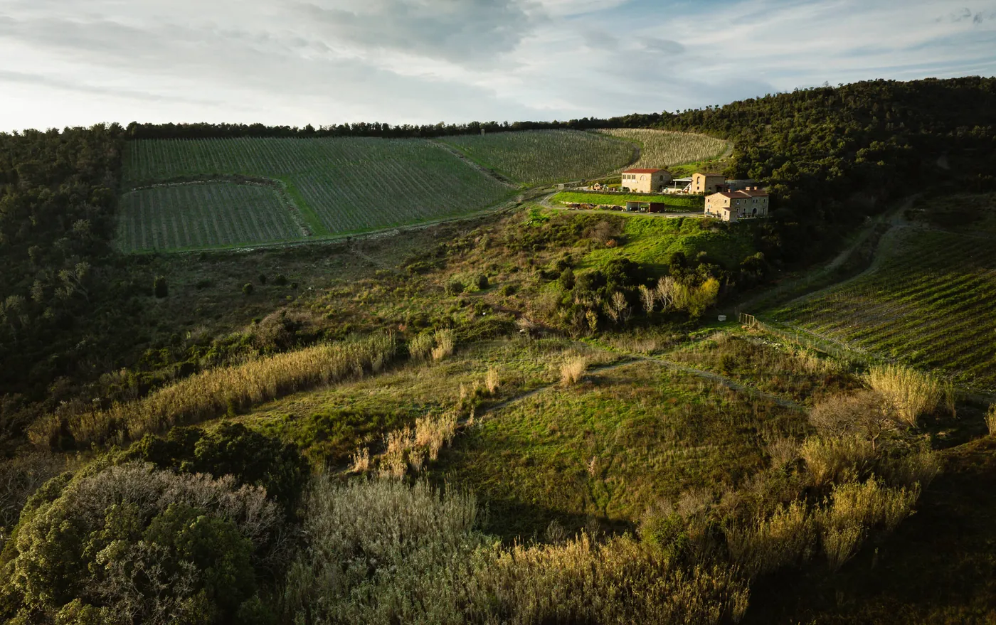 Weinberge von Duemani auf den Hügeln über der toskanischen Küste